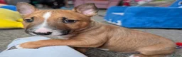English Bull Terrier dogs for sale: Re advertised due to unforeseen circumstances  in Bishop Auckland - Advert 5