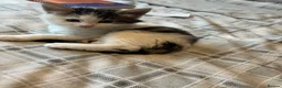 Mixed Breed cats for sale: Beautiful kittens for sale ready for collection - Advert 2
