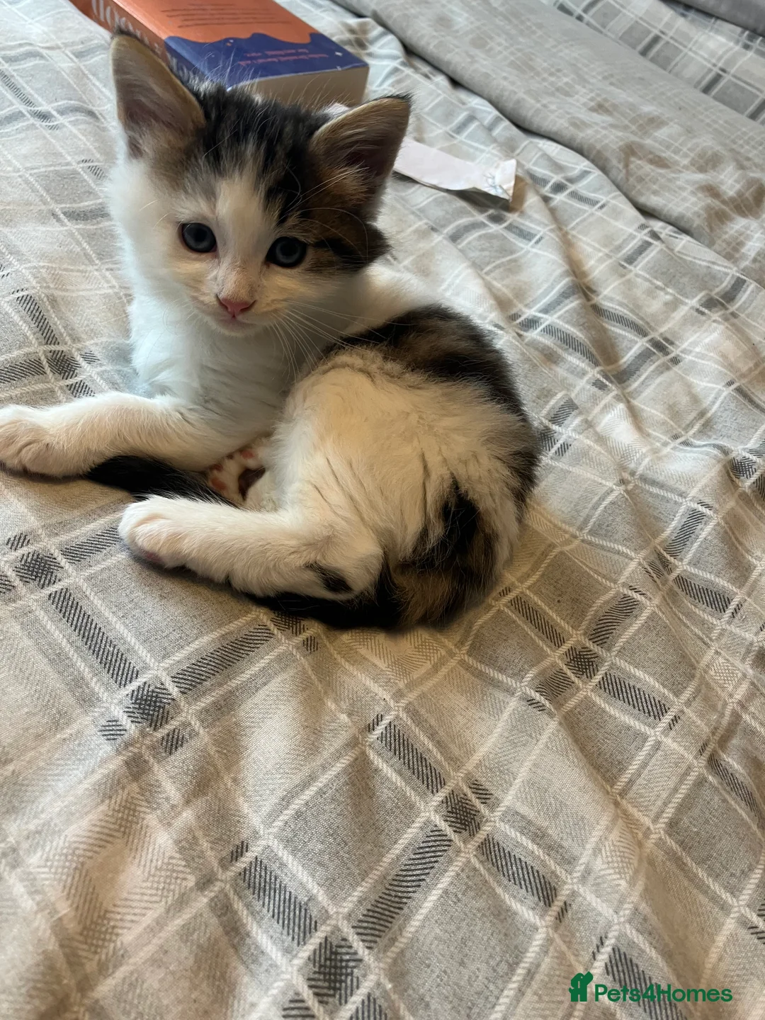 Mixed Breed cats for sale: Beautiful kittens for sale ready for collection - Advert 2
