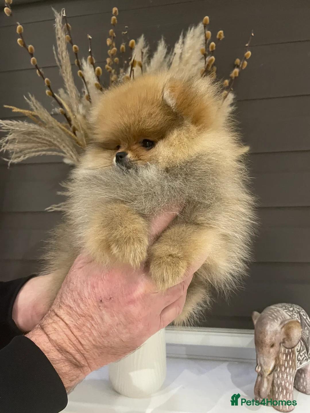 Pomeranian dogs for sale: KC Mini Pomerania  in Bristol - Advert 13