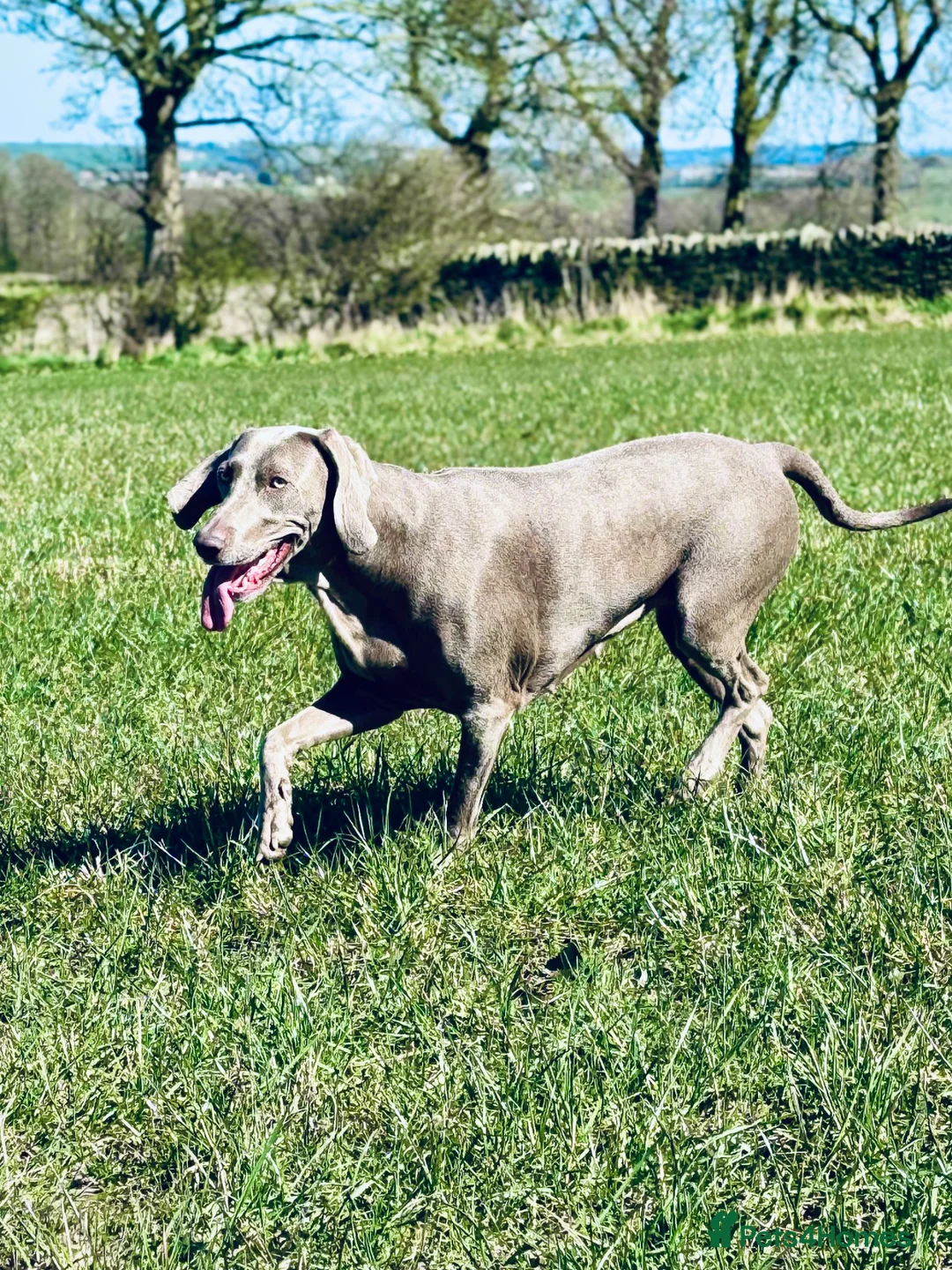 Mixed Breed dogs for sale: Litter due in 2 weeks in Huddersfield - Advert 1