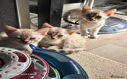 Bengal cats for sale: 3 beautiful pure snow bengal kitten  - Image 4