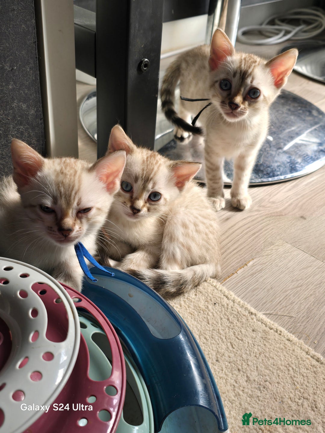 Bengal cats for sale: 3 beautiful pure snow bengal kitten  - Image 4