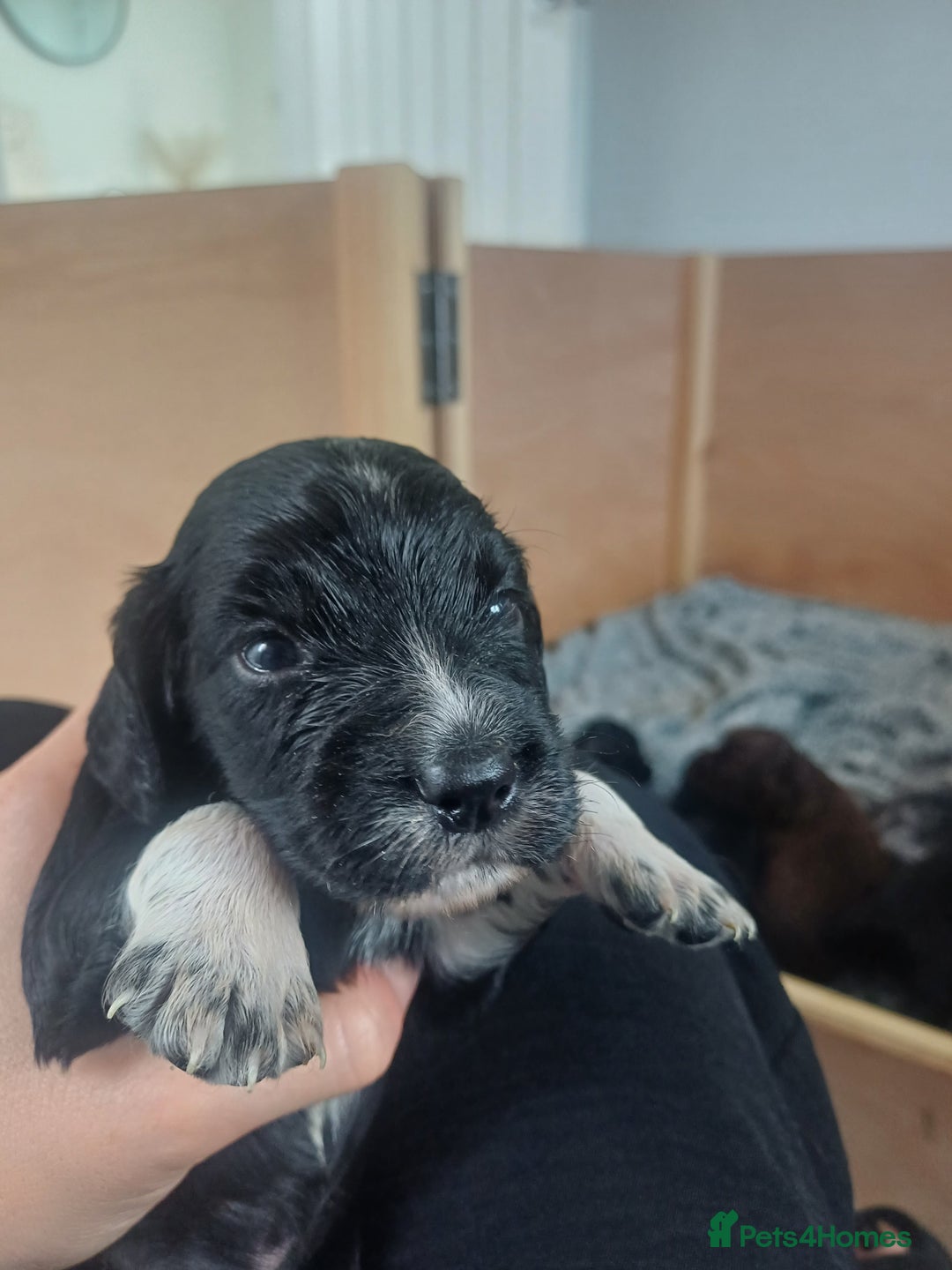 Cocker Spaniel dogs for sale: Working cocker spaniels 4 weeks old - Image 17