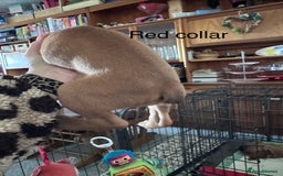 Boxer dogs for sale: 10 Boxer X Puppies - Ready 13th October - Image 10