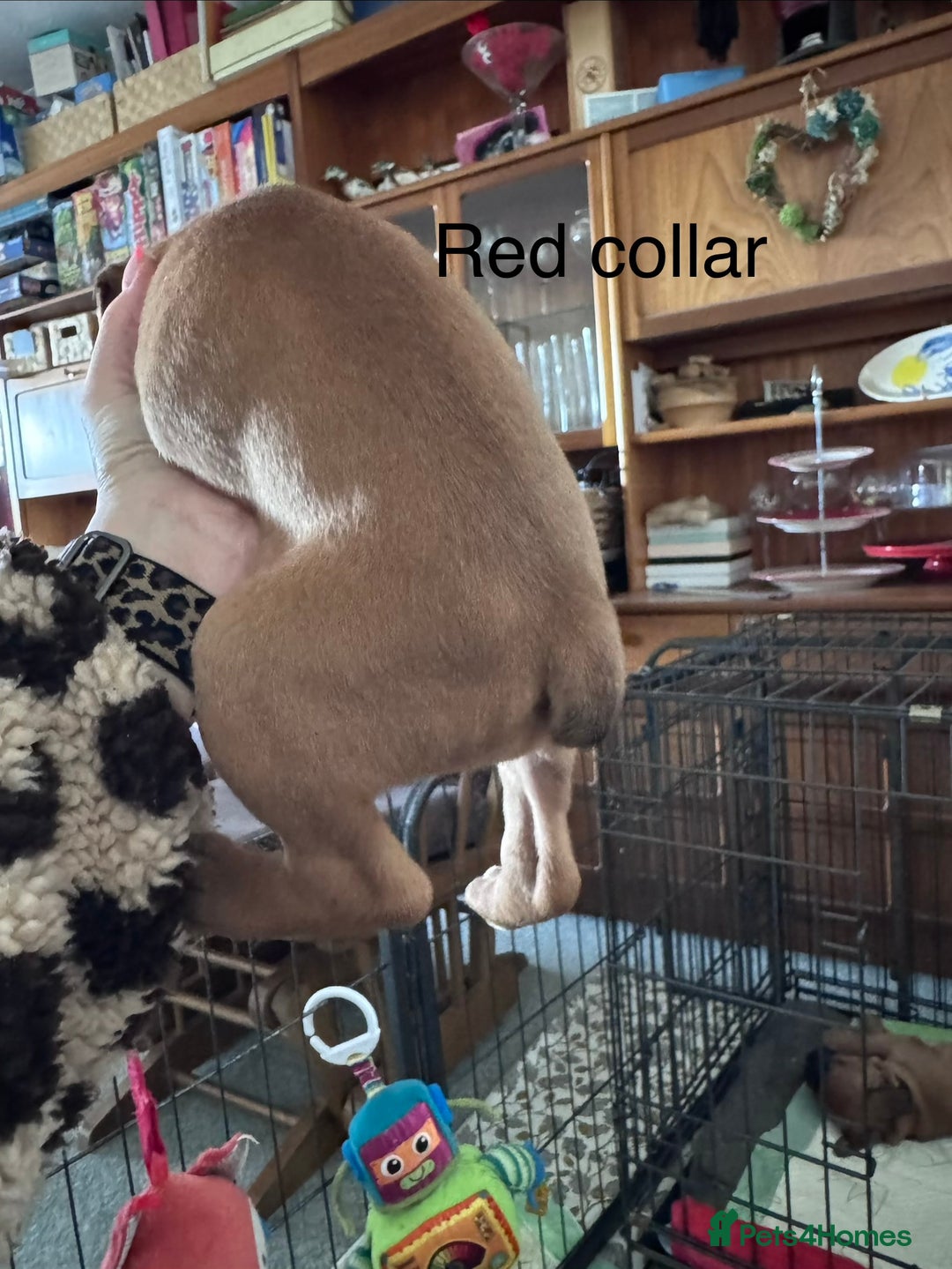 Boxer dogs for sale: 10 Boxer X Puppies - Ready 13th October - Image 10