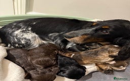 Cocker Spaniel dogs for sale: Litter of 6 adorable puppies  - Image 7