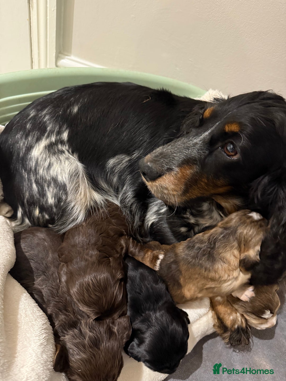 Cocker Spaniel dogs for sale: Litter of 6 adorable puppies  - Image 7