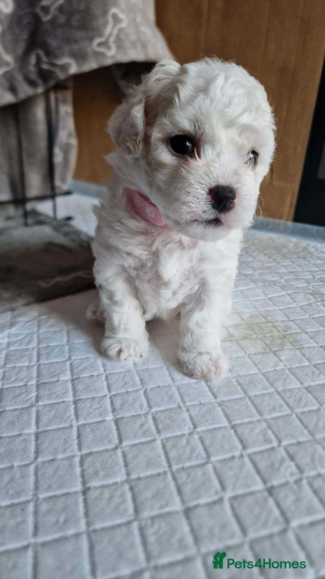 Bichon Frise dogs Bischon free - Advert 2