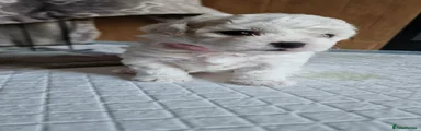 Bichon Frise 3
