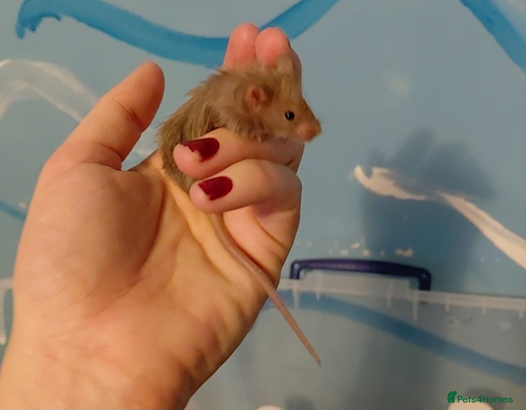 Mouse rodents Baby boy mouse - Advert 5