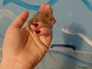 Mouse rodents Baby boy mouse - Advert 5