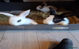 Mini Lop rabbits for sale: Holland lop rabbits  - Image 1