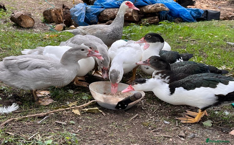 Ducks poultry - Advert 2