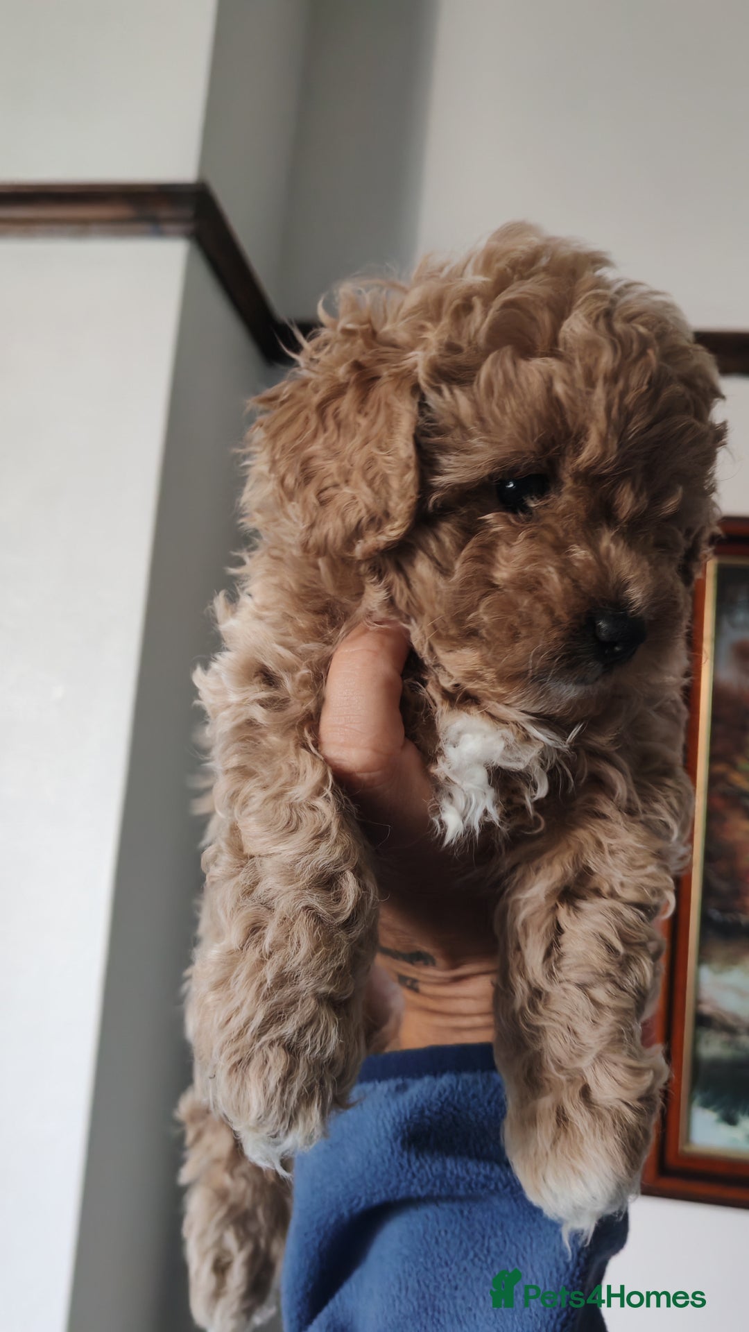 Maltipoo dogs for sale: Stunning Maltipoo Puppies - Image 11