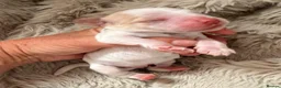 Cocker Spaniel dogs for sale: LICENSED BREEDER KC HEALTH TESTED SHOW COCKERS - Advert 9