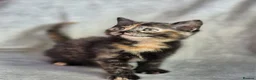 Mixed Breed cats for sale: 4 female kittens available - Advert 18