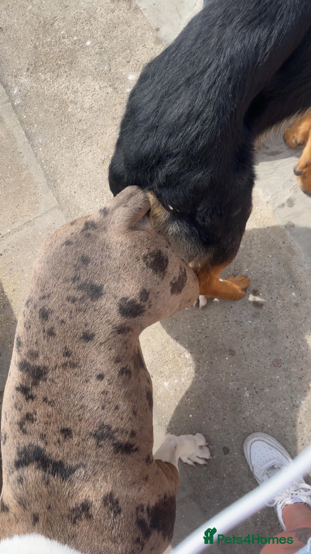 Mixed Breed dogs Beautiful Chunky pups  - Advert 2