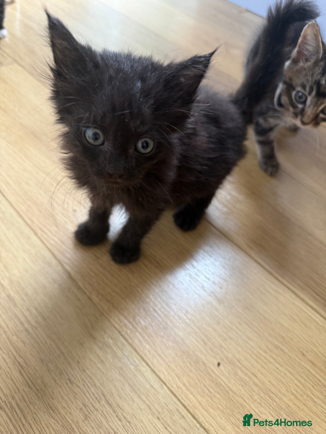 Mixed Breed cats for sale: Mixes breed kittens for sale  - Image 13