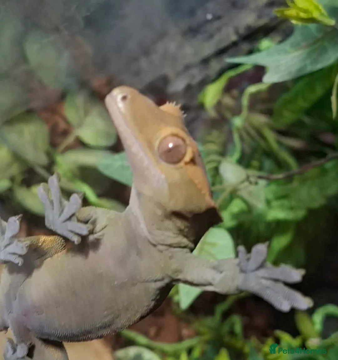 Gecko reptiles for sale: Crested geckos and full setups in Market Rasen - Advert 8