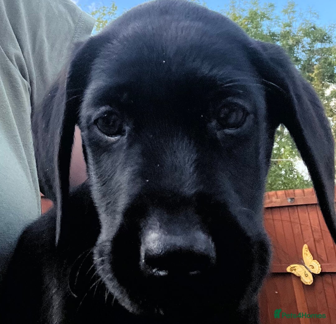 Labrador Retriever dogs for sale: Beautiful lab female puppy  - Image 6