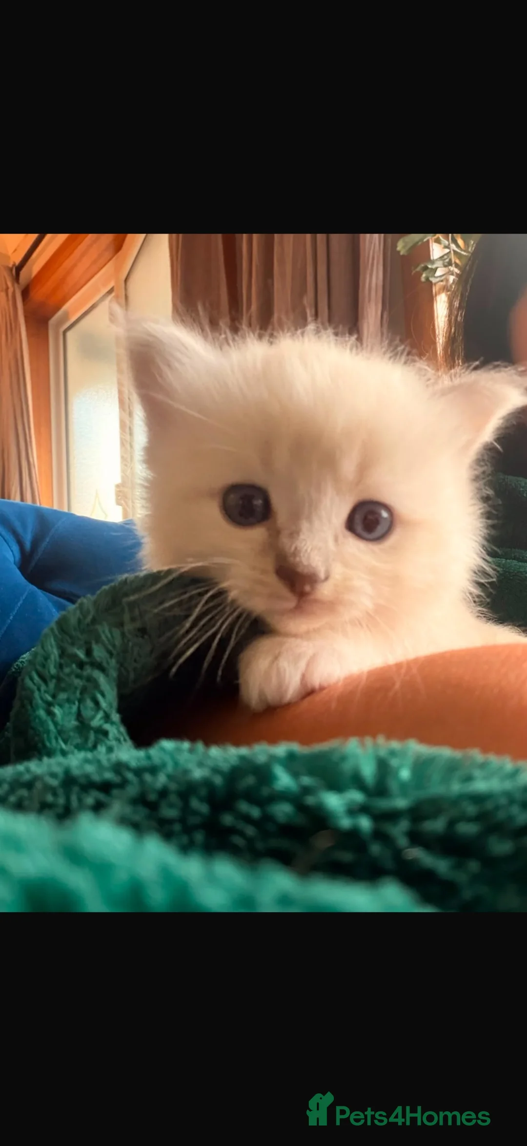 Ragdoll cats for sale: Beautiful Ragdoll kittens - Advert 10