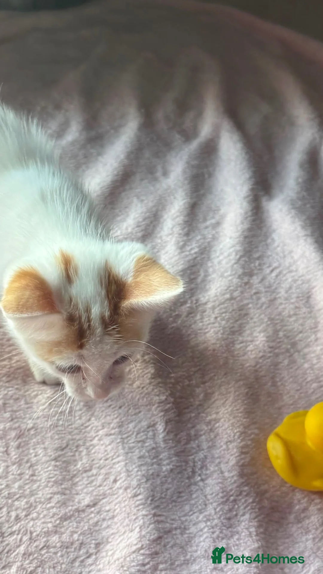 British Shorthair cats for sale: Calico kittens - Advert 5
