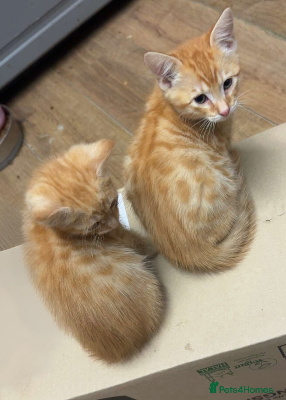 Savannah cats Ginger x f5 Savannah kittens 🔥 - Advert 1