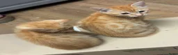 Savannah cats for sale: Ginger x f5 Savannah kittens 🔥 - Advert 1
