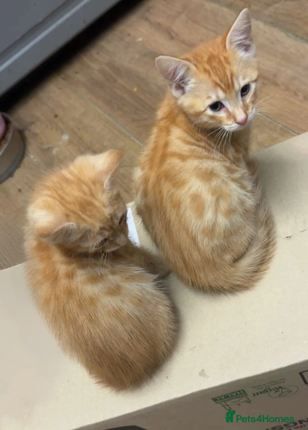Savannah cats for sale: Ginger x f5 Savannah kittens 🔥 - Advert 1