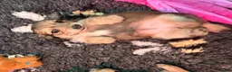 Dachshund dogs for sale: Shaded Cream Long Haired Minature Dachshunds - Advert 2