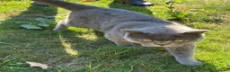 British Shorthair cats for sale: STUNNING 3 YEAR-OLD BRITISH SHORTHAIR - 5 STAR in Basildon - Advert 3