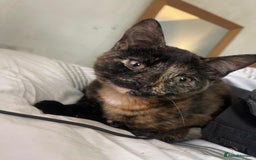 Mixed Breed cats for sale:  Beautiful Torti, female cats and black kittens - Image 4