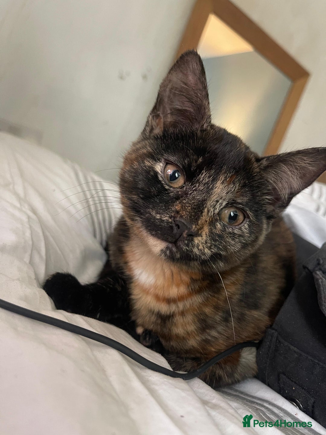 Mixed Breed cats for sale:  Beautiful Torti, female cats and black kittens - Image 4