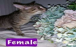 Mixed Breed cats for sale: Beautiful kittens Ready now Open to offers  in Chester - Image 22