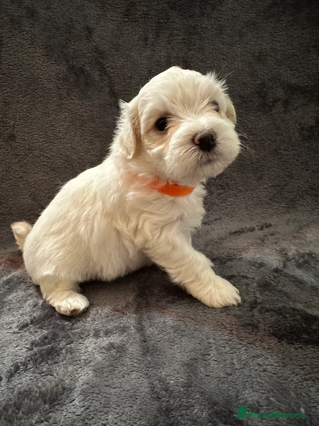 Bichon Frise dogs for sale: Adorable Bichon Frise Puppies - Advert 3