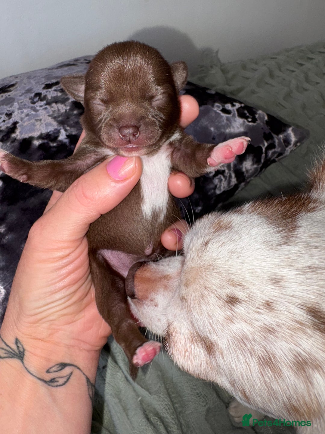 Chihuahua dogs for sale: 💕Stunning chihuahua pups 💕 - Image 5