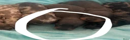 Miniature Dachshund dogs for sale: miniture dachshund puppies!! - Advert 24