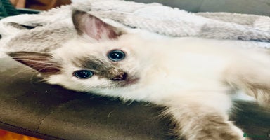 Ragdoll cats - Advert 12