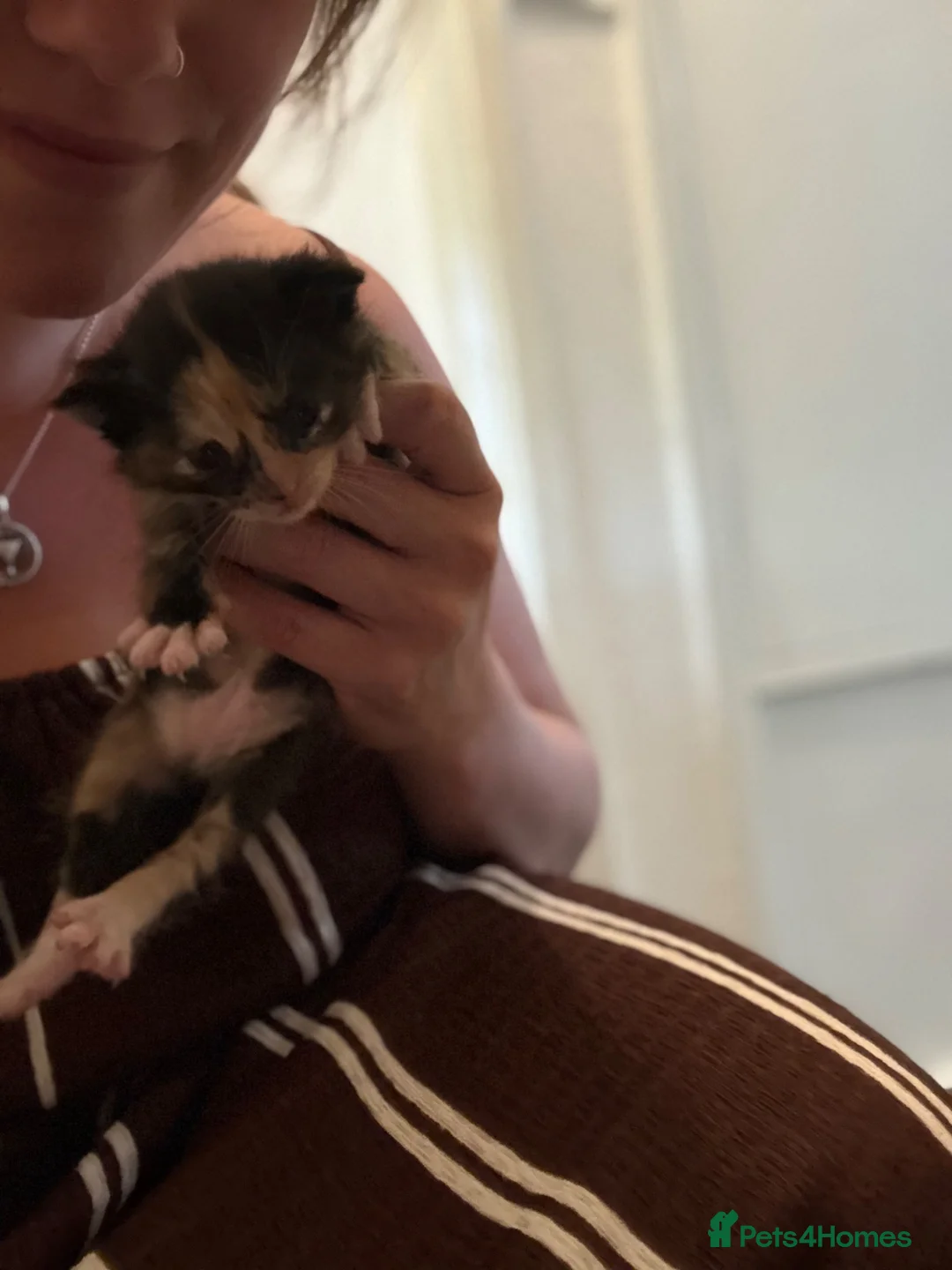 Mixed Breed cats for sale: 4 kitties looking for a home!! - Advert 2