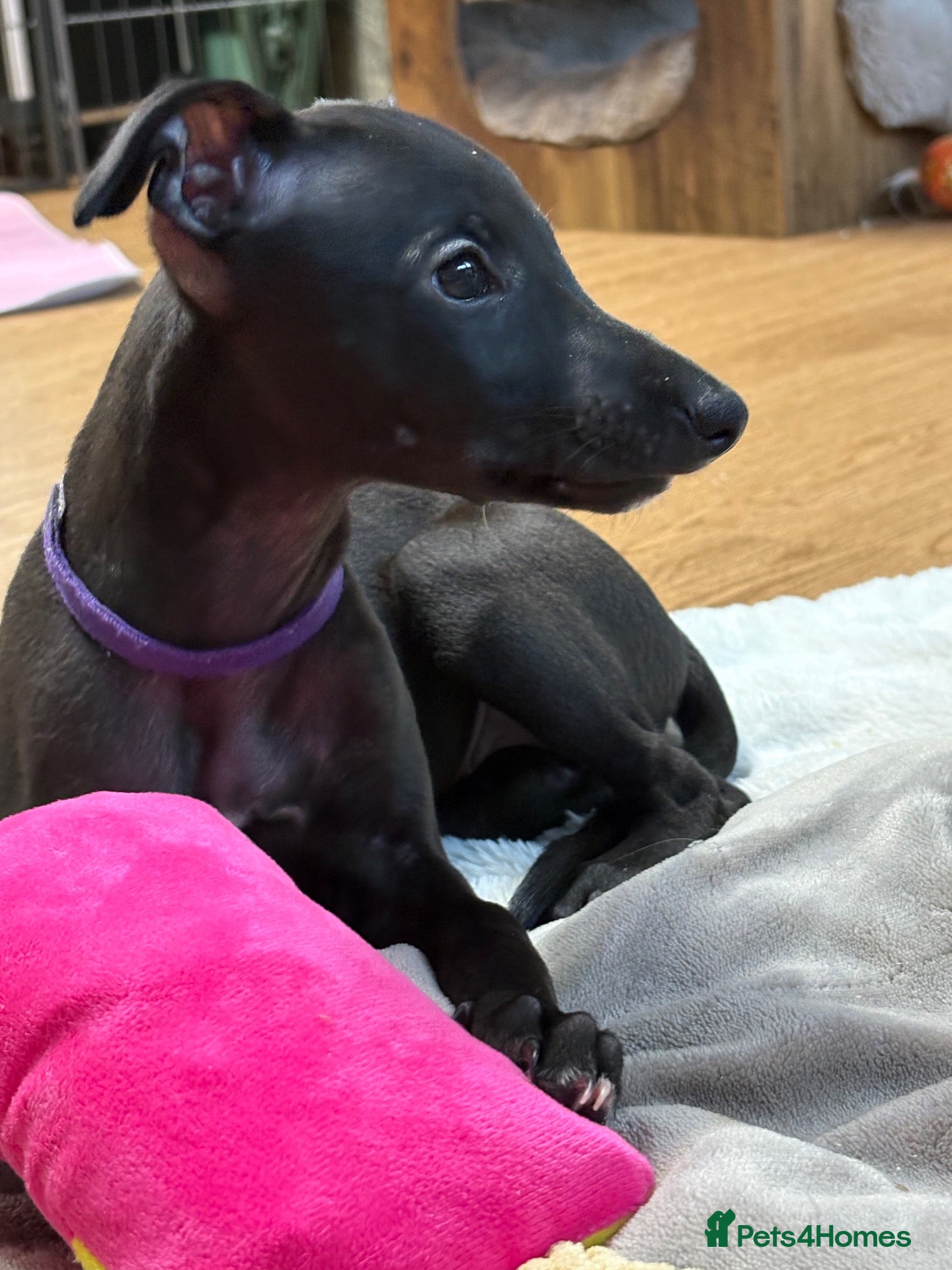 Whippet dogs KC reg Whippet Puppy 🐶 one Girl reserve  - Advert 1