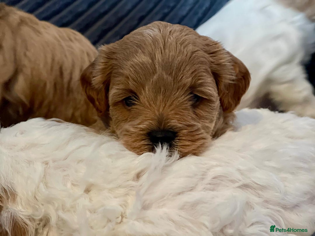 Maltipoo dogs for sale: Gorgeous Maltipoo Puppies – 3 Boys & 1 Girl  - Advert 8