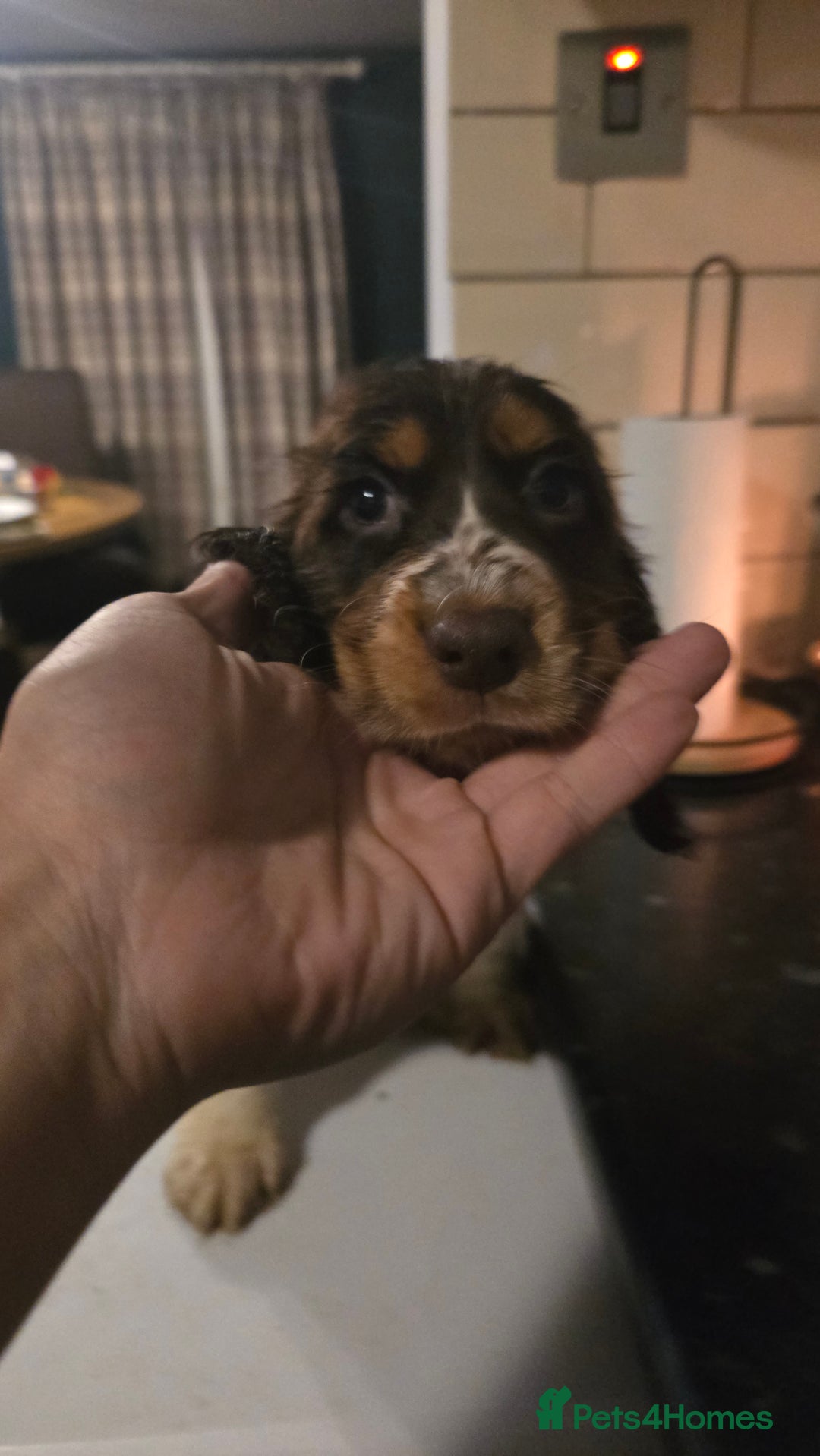 Cocker Spaniel dogs for sale: Chocolate Roan & Tan Cocker Spaniel Puppies - Advert 26