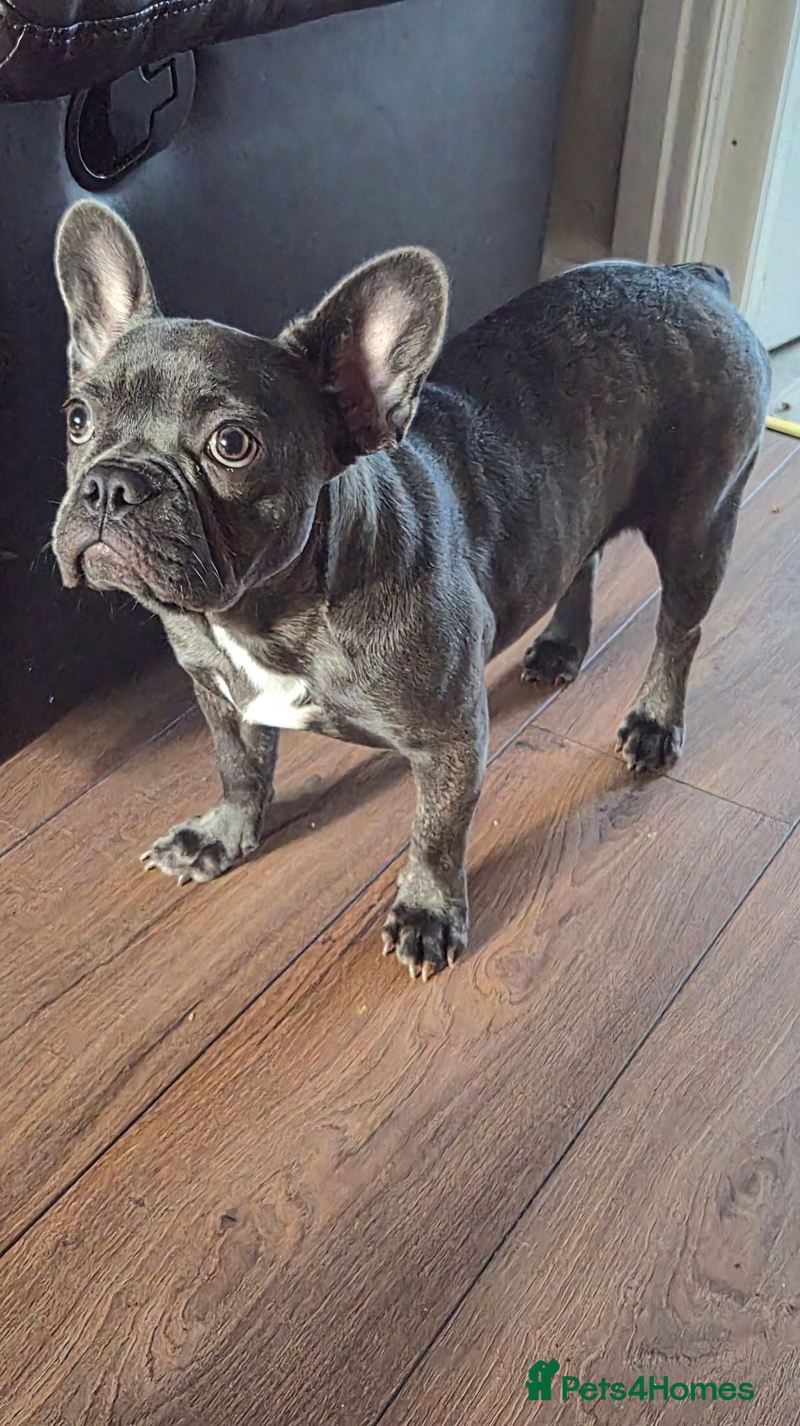 French Bulldog dogs French bulldog female  - Advert 5
