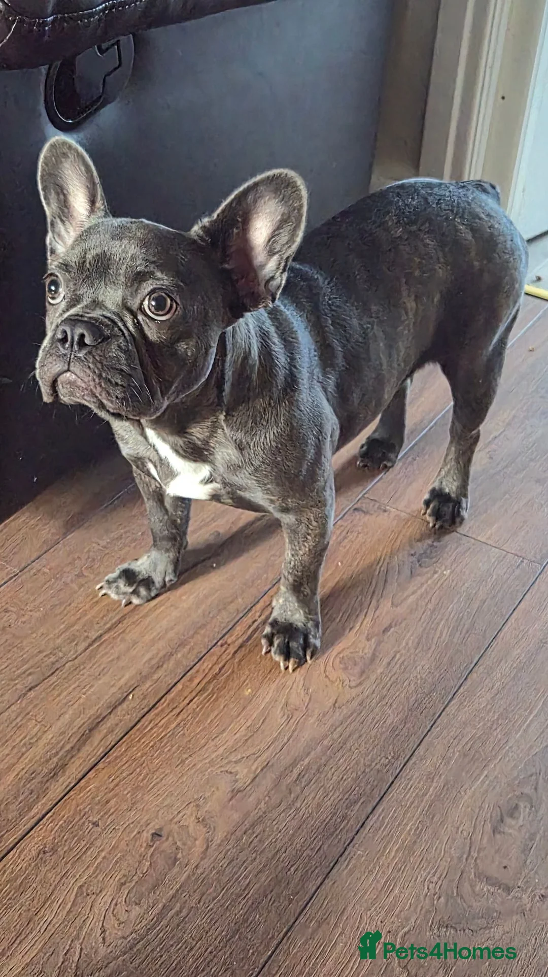 French Bulldog dogs for sale: French bulldog female  in Lincoln - Advert 1