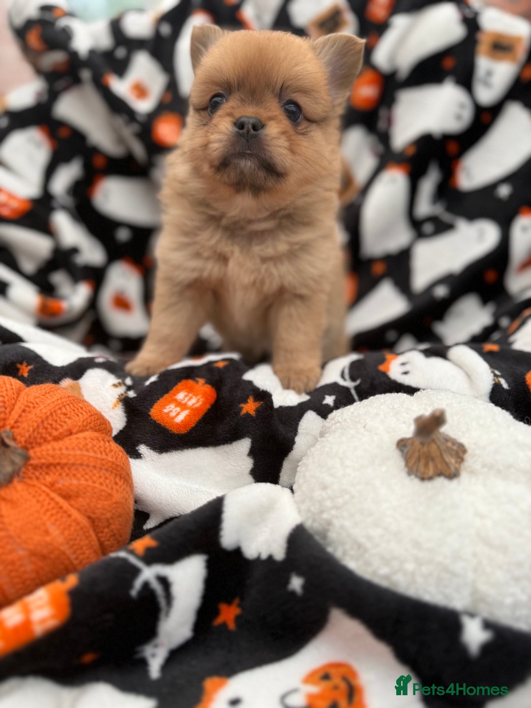 Mixed Breed dogs for sale: NEW BREED! Pomeranian x FULL FLUFFY FRENCHIE  - Image 8
