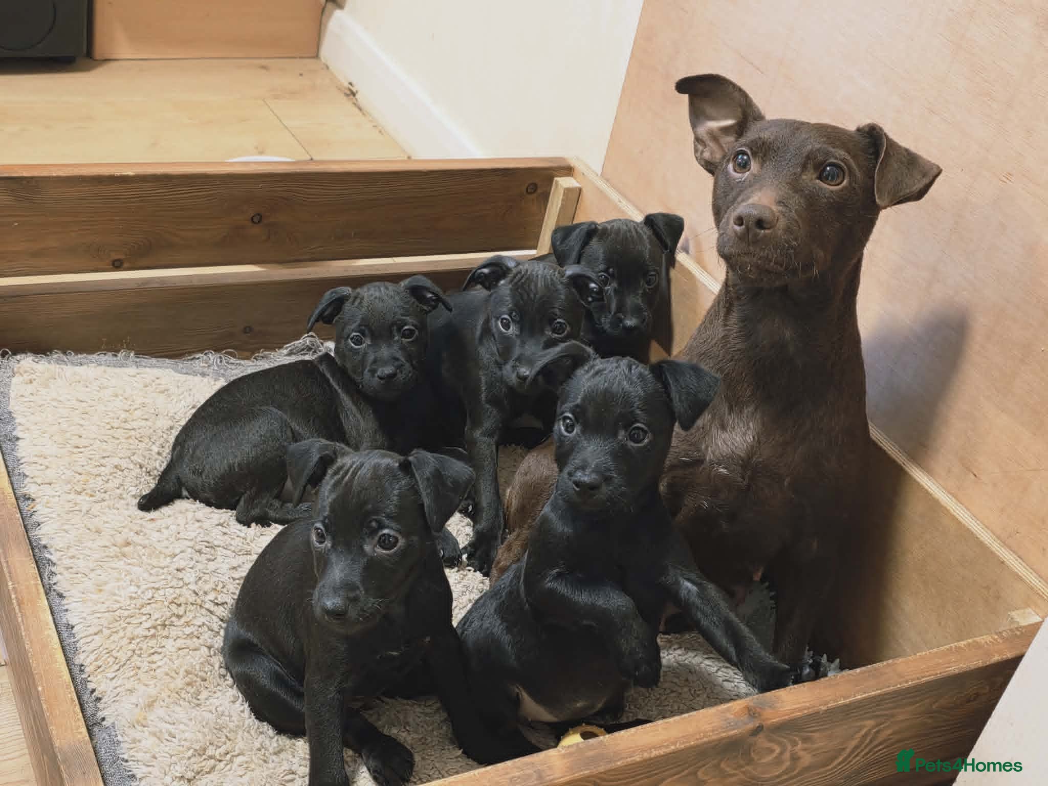Patterdale Terrier dogs Patterdale Puppies - 5 Beautiful Bitches - Advert 6