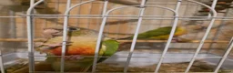 Conures birds for sale: Pineapple conure  in Hull - Advert 1