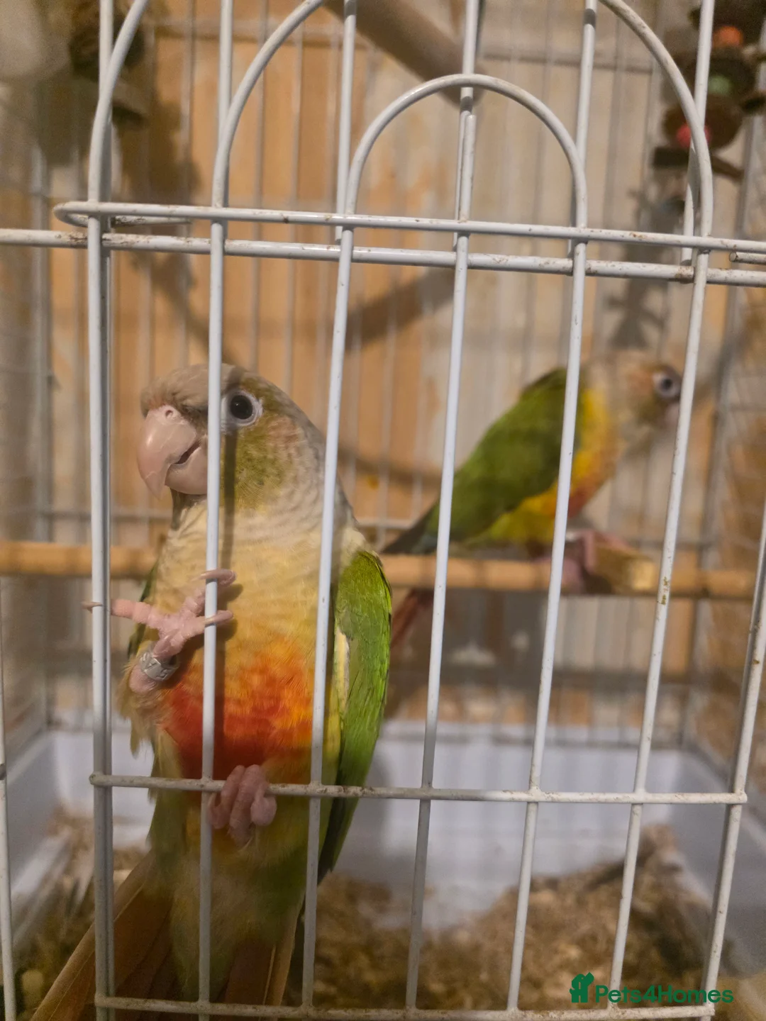 Conures birds for sale: Pineapple conure  in Hull - Advert 1