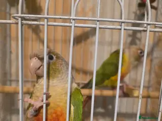 Conures birds Pineapple conure in Hull - Advert 2